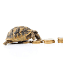 Photo of Tortoise investor