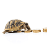 Avatar for Tortoise investor